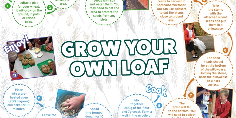 Schools get opportunity to grow their own loaf