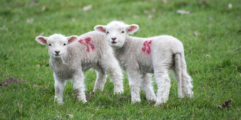 RHET Lambing diaries get you up close to 2021s spring lambs!