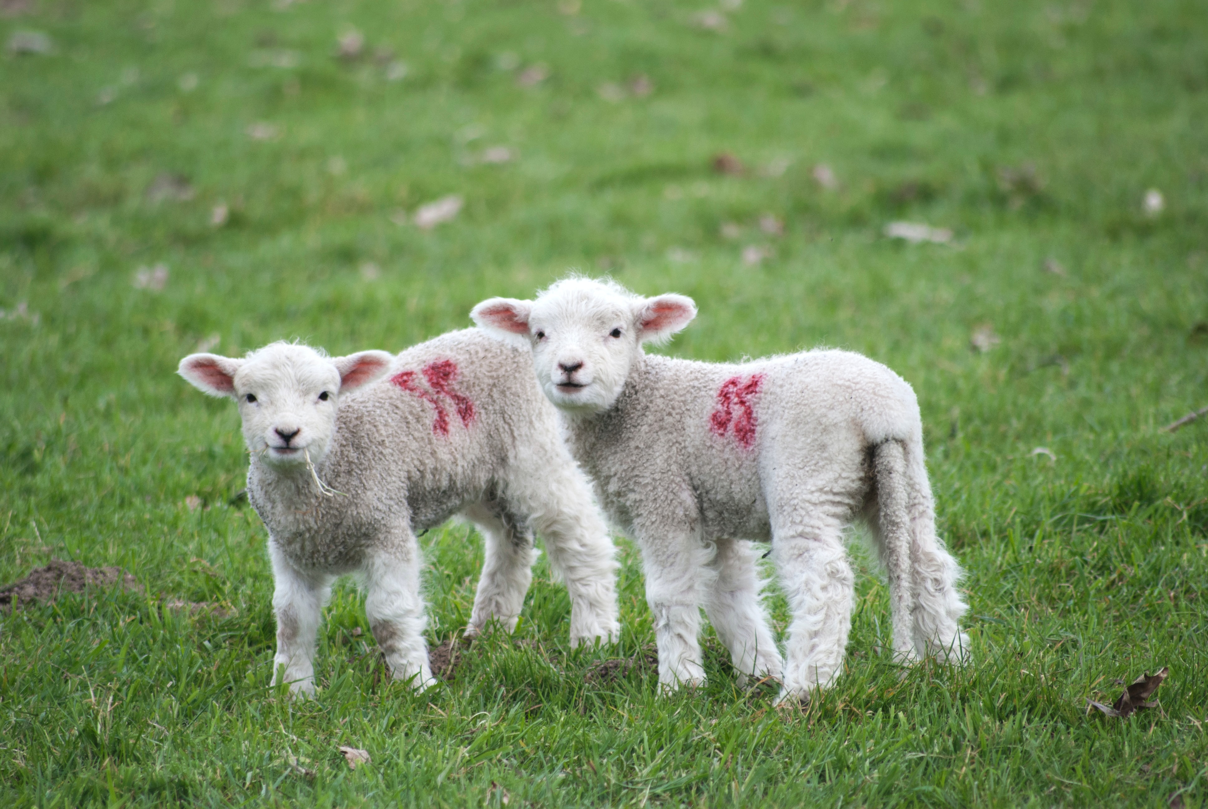 RHET Lambing diaries get you up close to 2021s spring lambs!