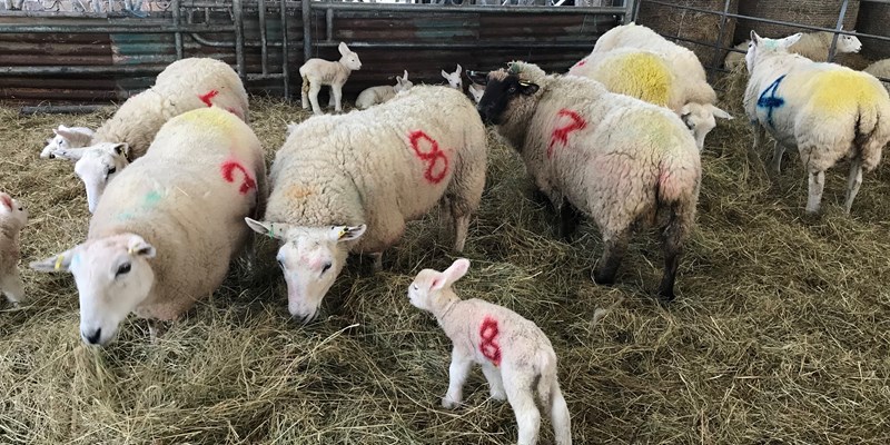 Update from the lambing shed