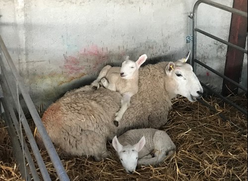 End of week 3 of lambing | Royal Highland Education Trust