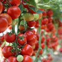 Take some time to enjoy our Scottish tomatoes