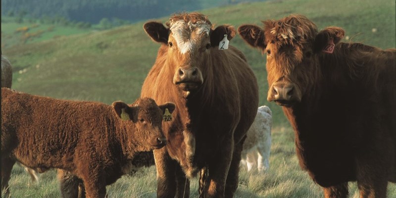 Year of Beef collaborative gears up to support Scottish beef production