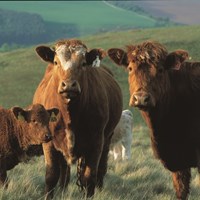 Year of Beef collaborative gears up to support Scottish beef production
