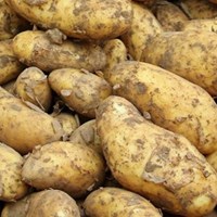 Lothians Super Spuds Potato Project