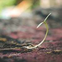 Growing Stories from Seeds